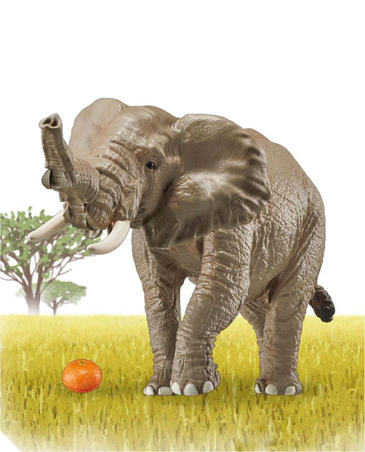 Ania AS-02 African Elephant (with Orange)