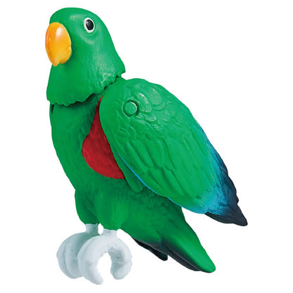 Ania Kingdom Eddie (Eclectus Parrot)